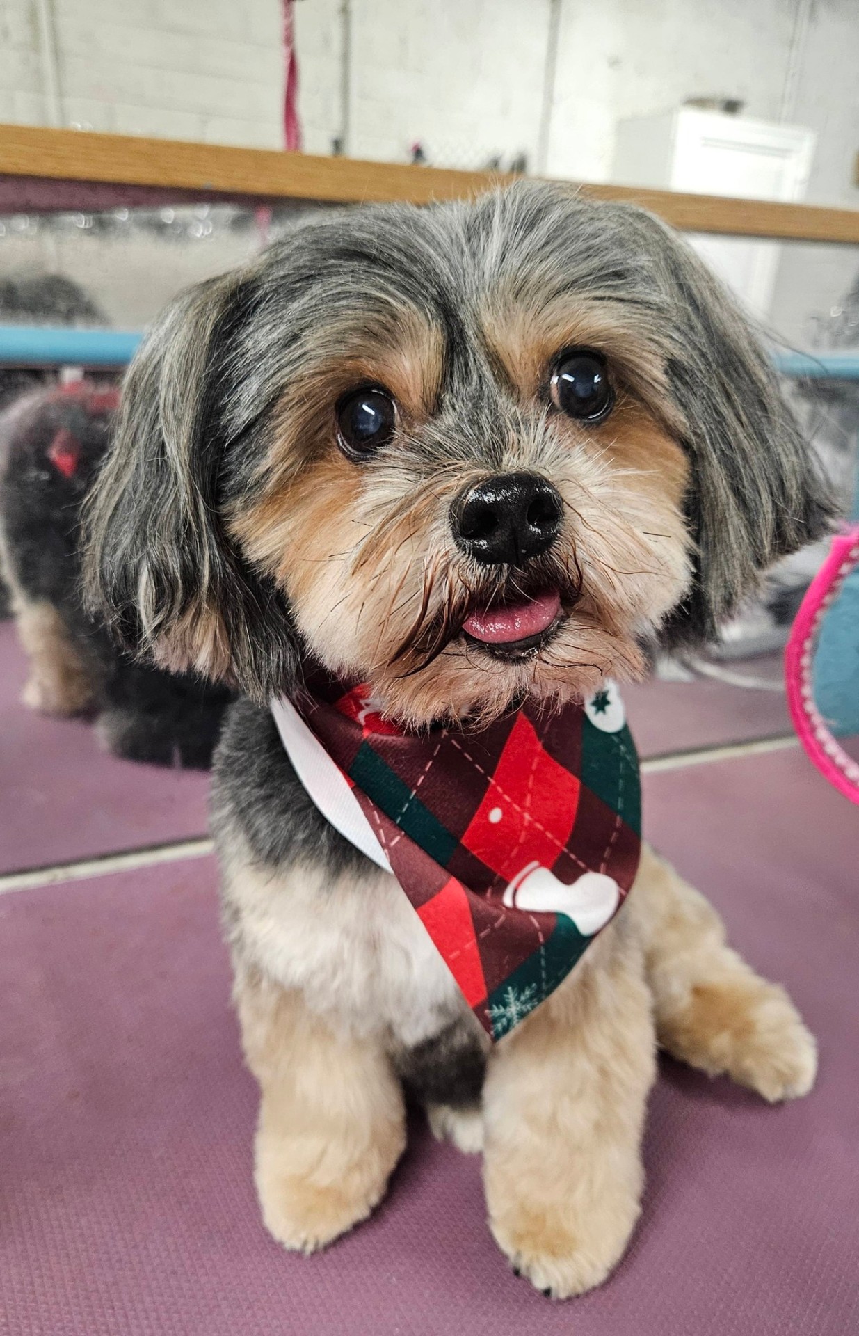 Dog groomed at Holywood Hounds 3