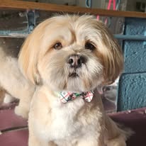 Dog groomed at Holywood Hounds 7