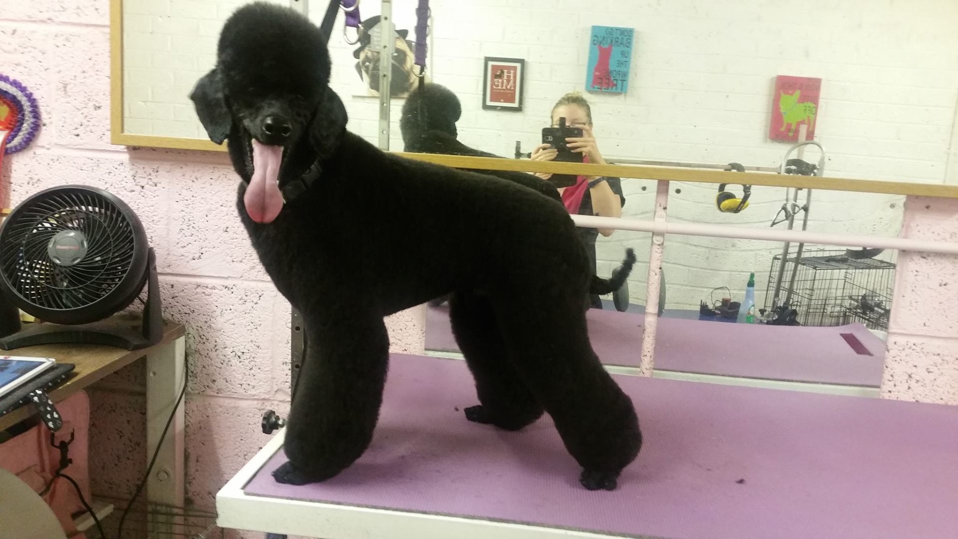 Dog groomed at Holywood Hounds 2